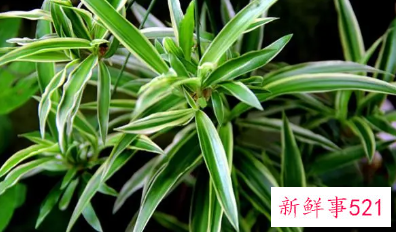 金边吊兰叶子发黄八大原因分析和处理方法