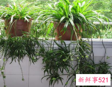 旺风水的植物有哪些