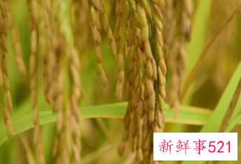 梦见稻谷里有虫是什么意思