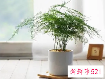 文竹适合深盆还是浅盆