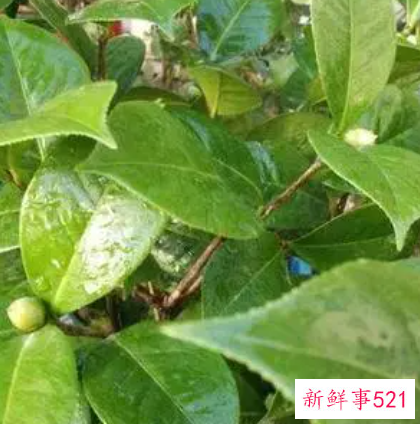 茶花叶子黄不结花苞的原因是什么