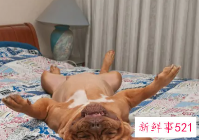 动物可以陪人睡觉吗