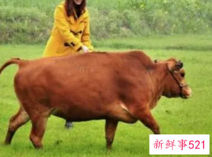 梦见我养了许多牛是什么意思