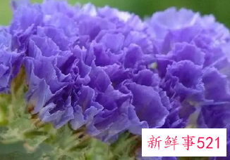 十二星座对应的生辰花