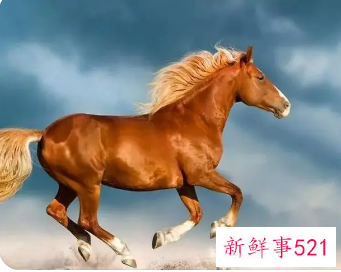 属马最吉利旺财的公司名字