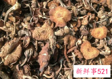 榛蘑的营养价值