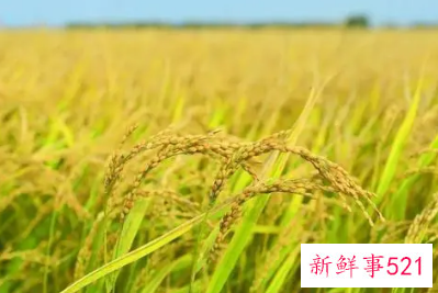 海水稻新米即将上市