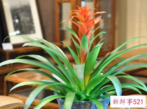 家里养什么植物最旺财