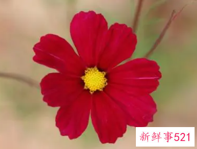 室内怎样养花长得茂盛