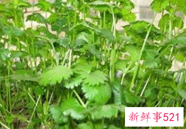 香菜又叫什么名字