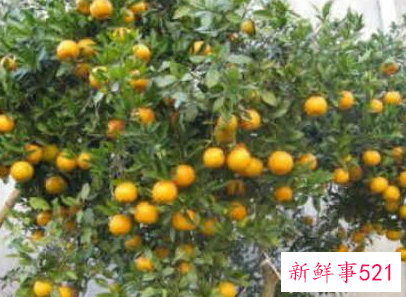 八种植物招财又旺宅盆栽