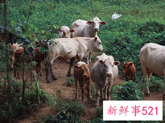 梦见我养了许多牛是什么意思