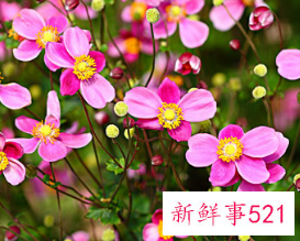 世界上最吉利好运的花的名字