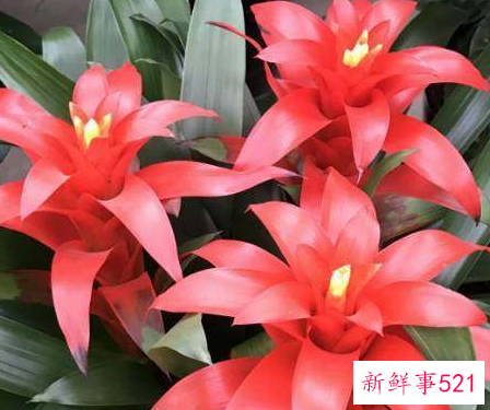 家里养什么植物最旺财