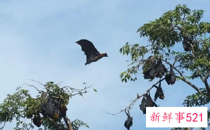 女的梦到蝙蝠真不好吗