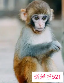 属猴女适合佩戴什么对健康好