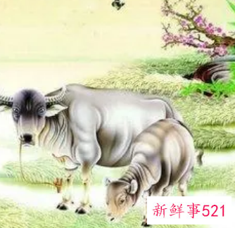 属牛的人一生命运如何