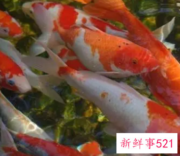 各种鱼的寓意和精神