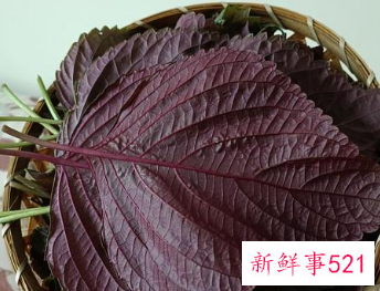紫苏叶的功效与吃法和禁忌