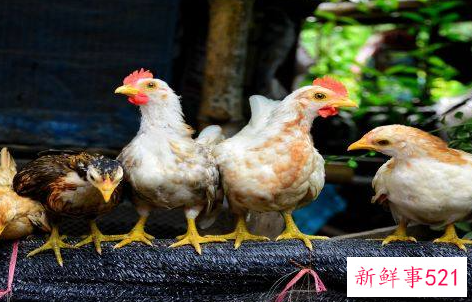 生肖鸡运势详解