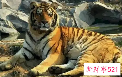 98年属虎女命里有三虎