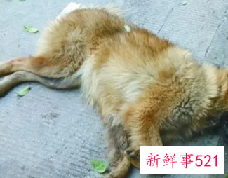 梦见家里的狗死了哭的特别伤心