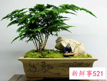 文竹适合深盆还是浅盆