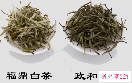 政和白茶和福鼎白茶的区别