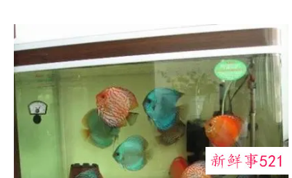 玛丽鱼的鱼缸摆放位置