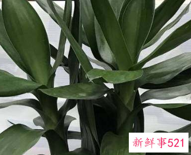 家里养什么植物最旺财