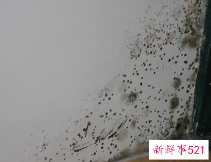 墙面大面积发霉是什么原因