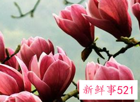 世界上最吉利好运的花的名字