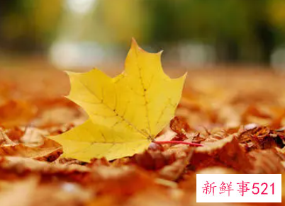 面对挫折作文800字