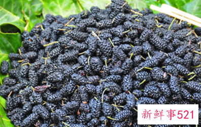 打过霜桑叶和没打过霜的桑叶的区别