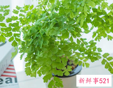 入户鞋柜放什么植物好