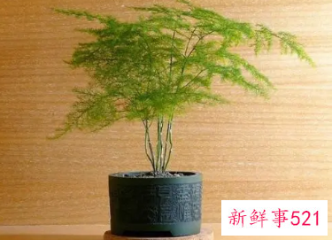 文竹适合深盆还是浅盆