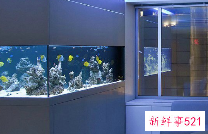 玛丽鱼的鱼缸摆放位置