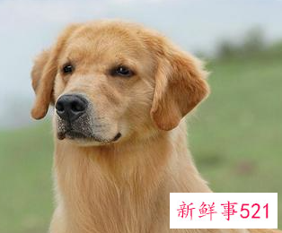 最忠心的狗有哪些