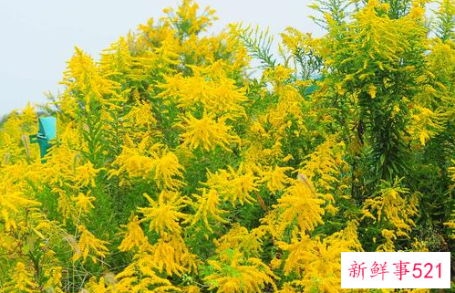 武汉为什么围剿加拿大一枝黄花