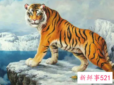 虎年旺的四大属相