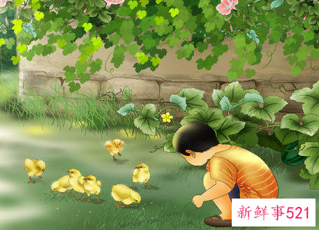 生肖鸡运势详解