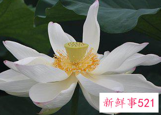 关于莲花有禅意的句子