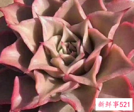 如何让多肉颜色变红