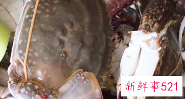 蒸螃蟹怎么吃法蘸料