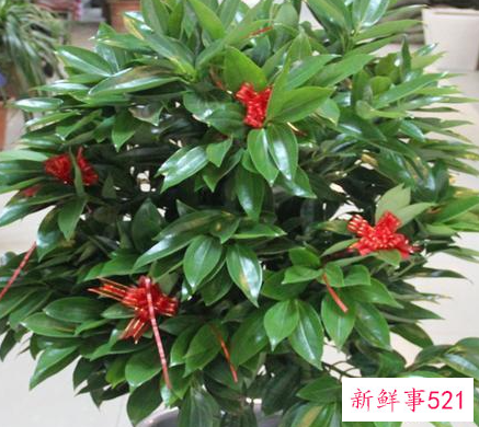 阳台摆什么花招财