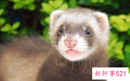 什么宠物适合上班的人养