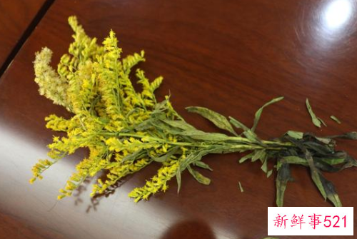 武汉为什么围剿加拿大一枝黄花