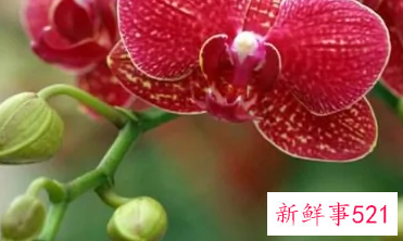 十二星座对应的生辰花