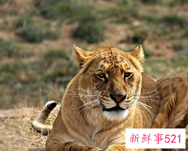 风水中黑虎拦门红虎吃人是什么意思