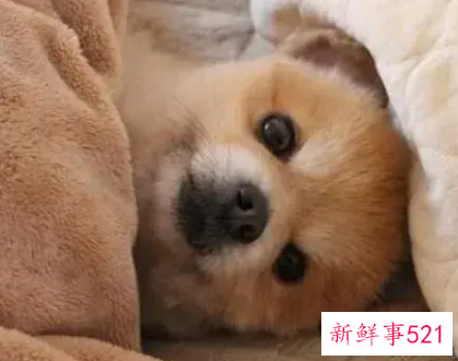 动物可以陪人睡觉吗